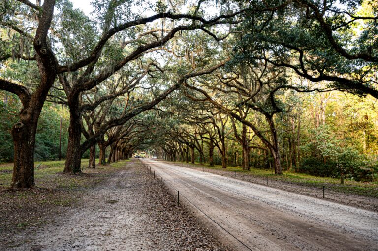 Savannah.