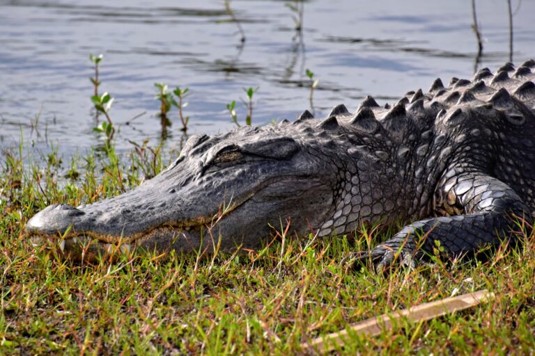 Everglades solo travel